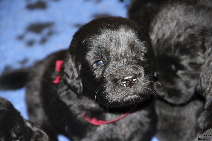 Фотография № 234833