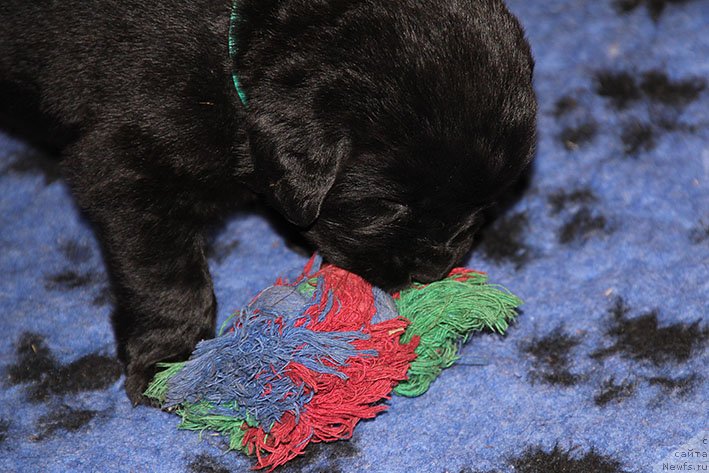 Фотография № 234834