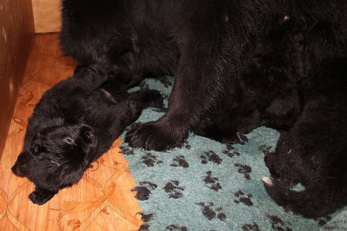 Фотография № 234835