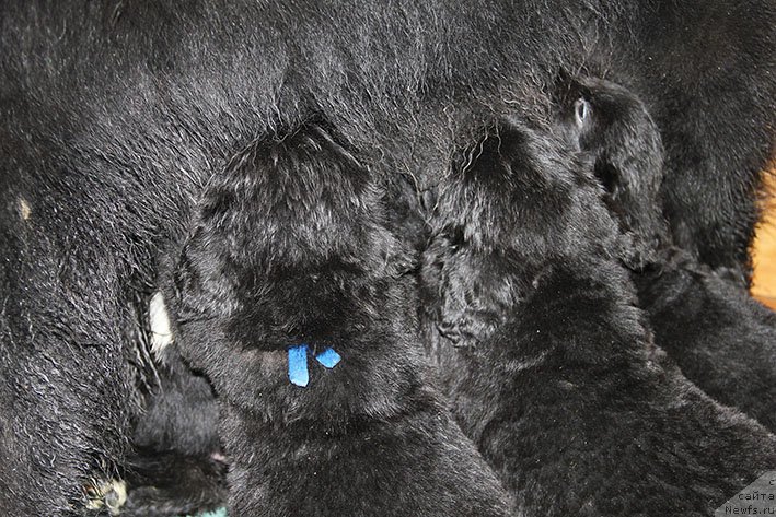 Фотография № 234837