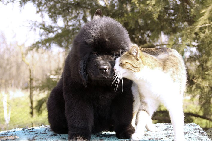 Фотография № 234838