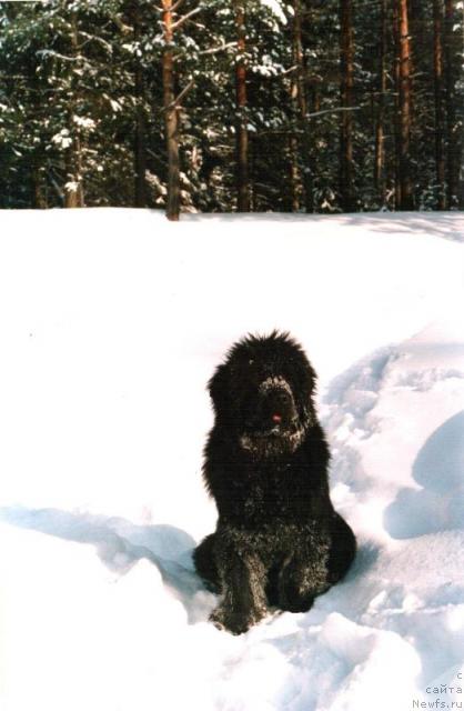 Фото: ньюфаундленд Глэд Ту Си Джипси