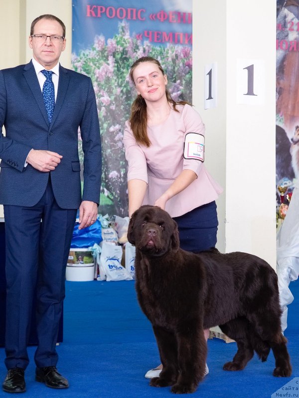 Фото: ньюфаундленд С'Нежная Вьюга Голден Пуриссима (S'Nezhnaya Vjuga Golden Purissima)