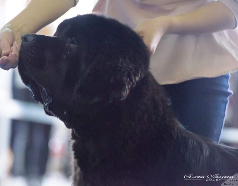 Фотография № 234863