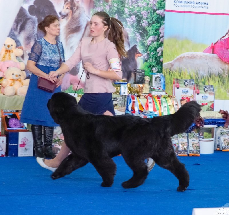 Фото: ньюфаундленд С'Нежная Вьюга Венто Ди Фиори (S'Nezhnaya Vjuga Vento Di Fiori)