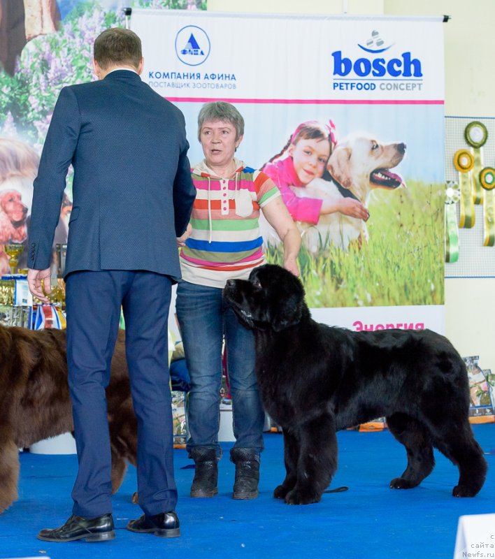Фото: ньюфаундленд С'Нежная Вьюга Вивара Верди (S'Nezhnaya Vjuga Vivara Verdi)