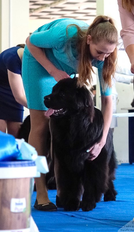 Фотография № 234876