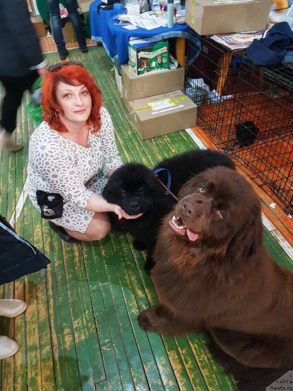 Фото: ньюфаундленд Браунблад МСК Лея Айман (Brownblood MSK Leya Aiman)