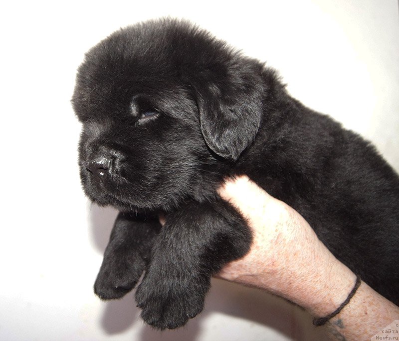 Фото: Супер Бизон ФЕЛИКС (Фил), ньюфаундленд Супер Бизон Феликс