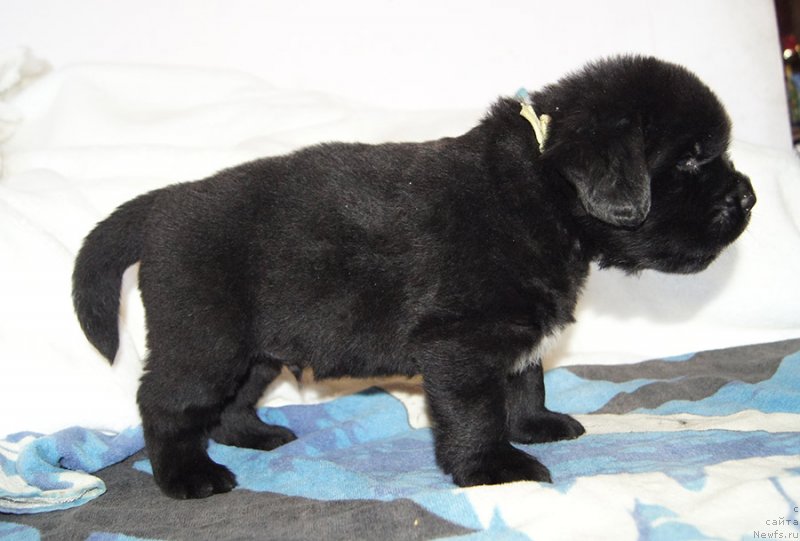 Фотография № 234893