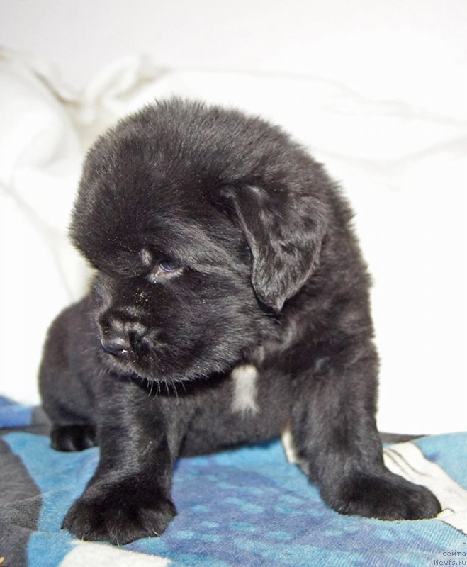 Фотография № 234894