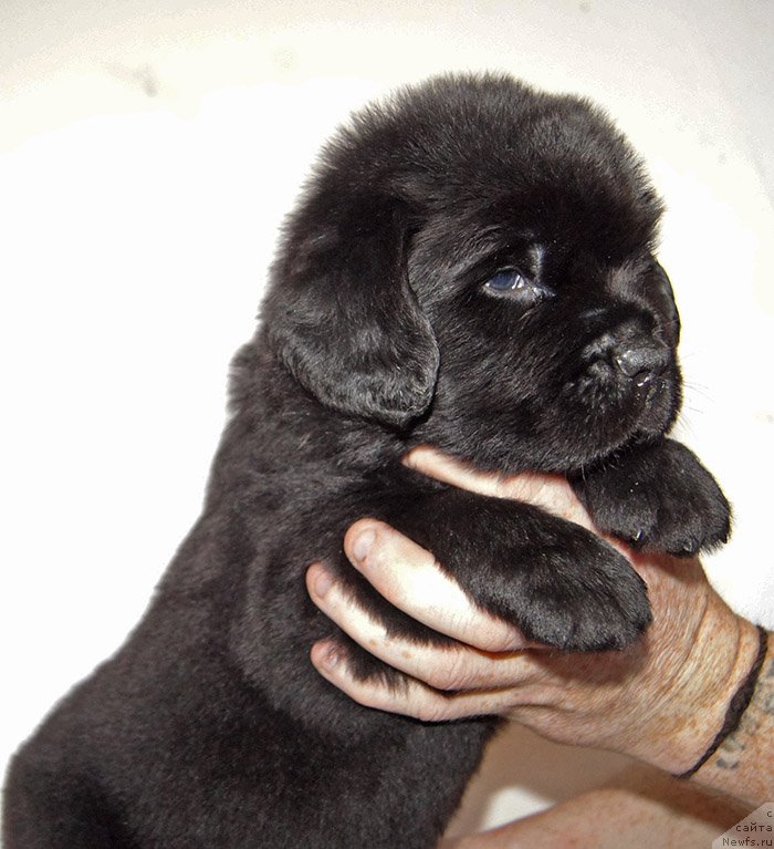 Фотография № 234896