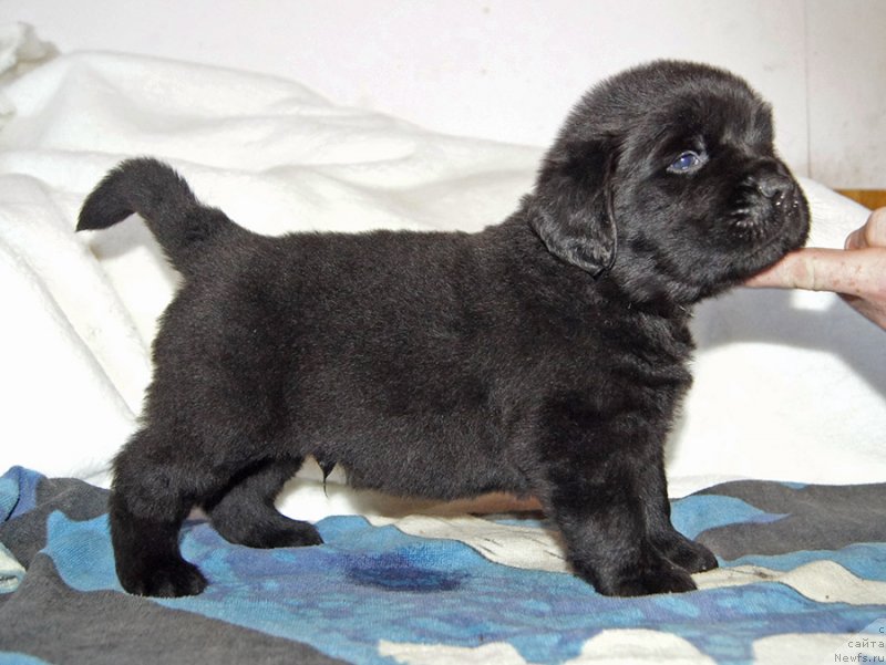 Фотография № 234897