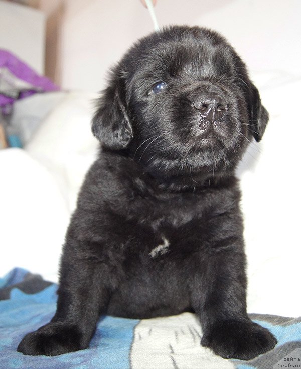 Фотография № 234899