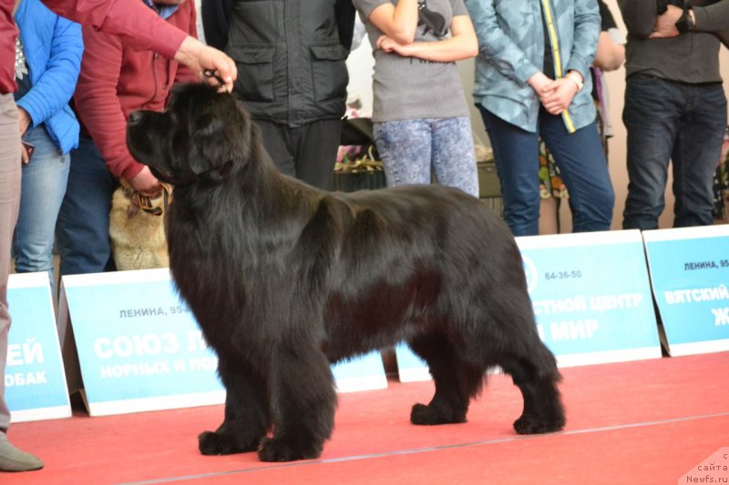 Фото: ньюфаундленд Никита Богатырь Империи (Nikita Bogatyr Imperii)