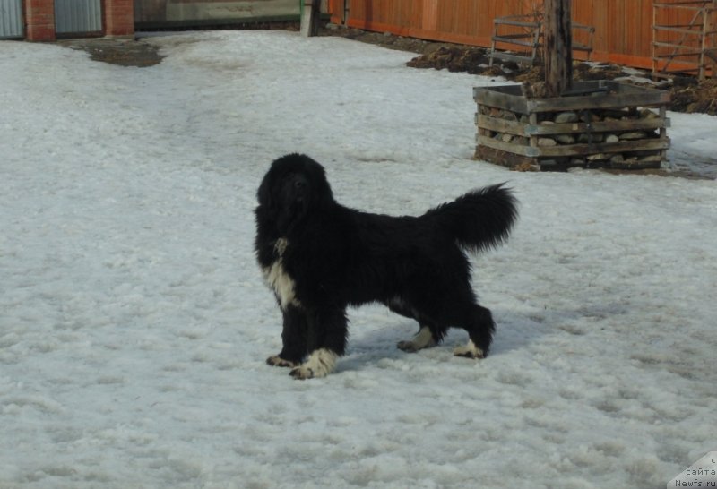 Фото: ньюфаундленд Супер Бизон Тадж-Махал