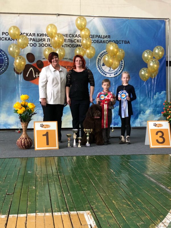 Фото: ньюфаундленд Браунблад МСК Лея Айман (Brownblood MSK Leya Aiman)