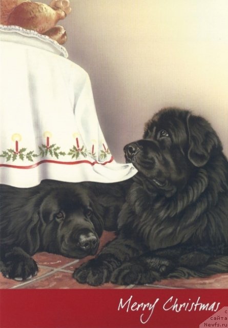 Фотография № 234909