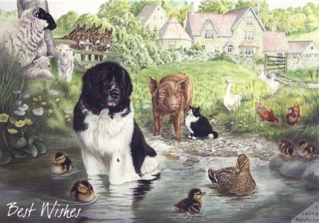 Фотография № 234919