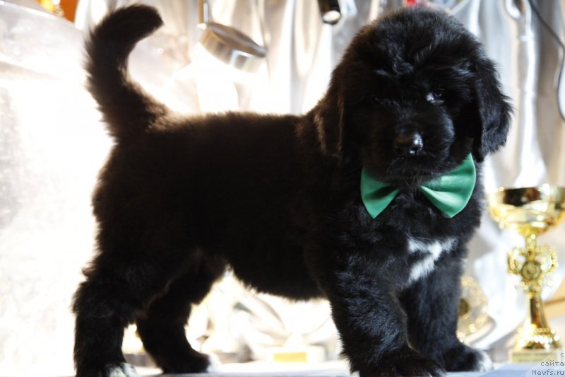 Фото: ньюфаундленд Перл оф Сиа Дипс Жадалин