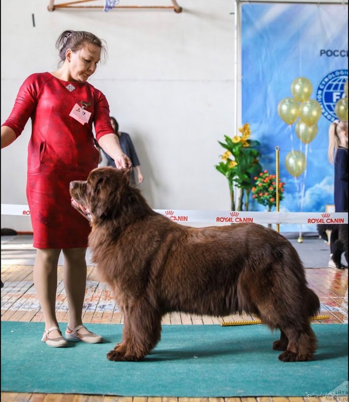 Фото: ньюфаундленд Браунблад МСК Лея Айман (Brownblood MSK Leya Aiman)