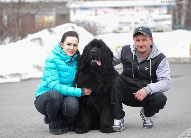 Фото: ньюфаундленд Браунблад МСК Вина Коррайн