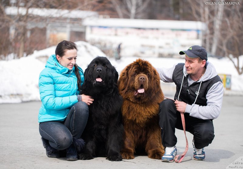 Фото: ньюфаундленд Браунблад МСК Вина Коррайн
