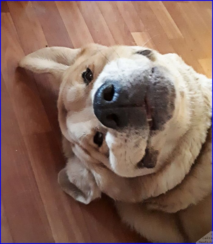 Фотография № 234949