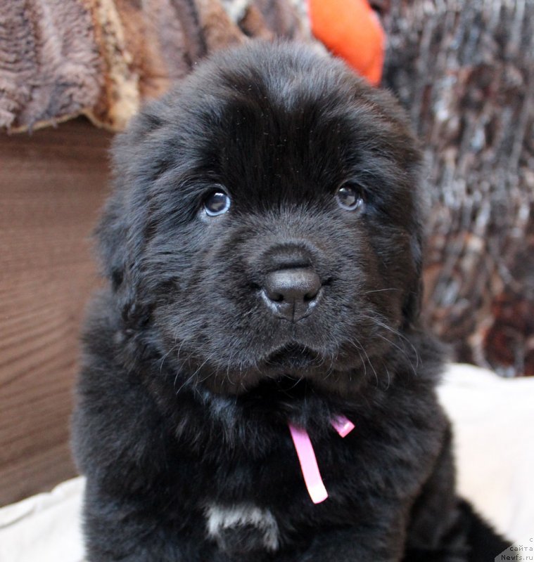 Фотография № 234950