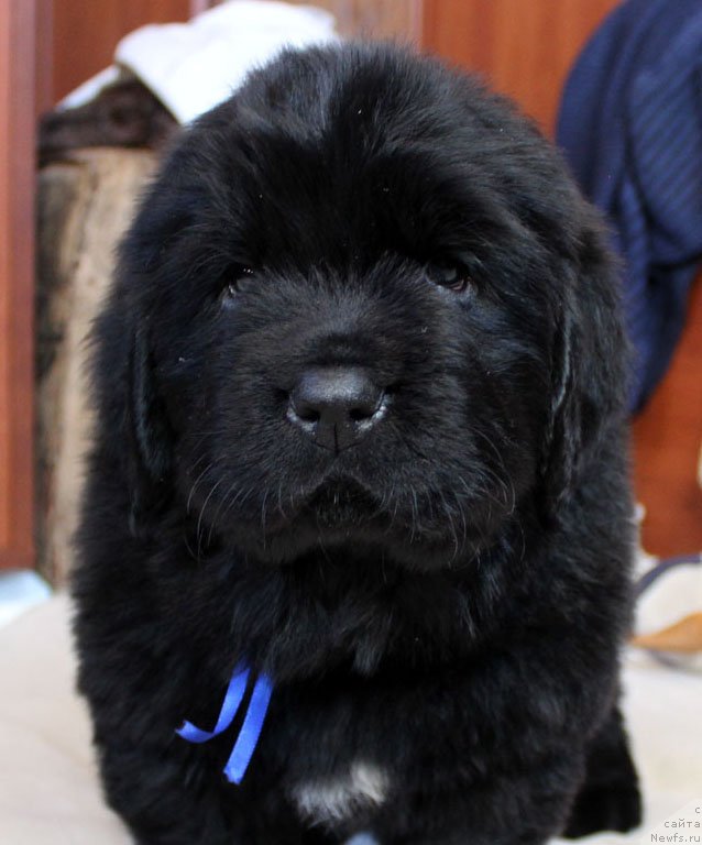 Фотография № 234951