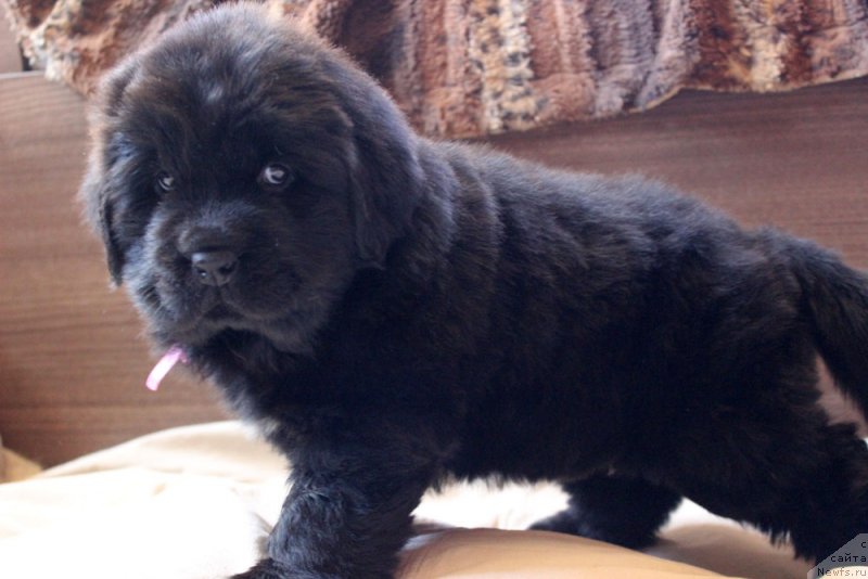 Фотография № 234957