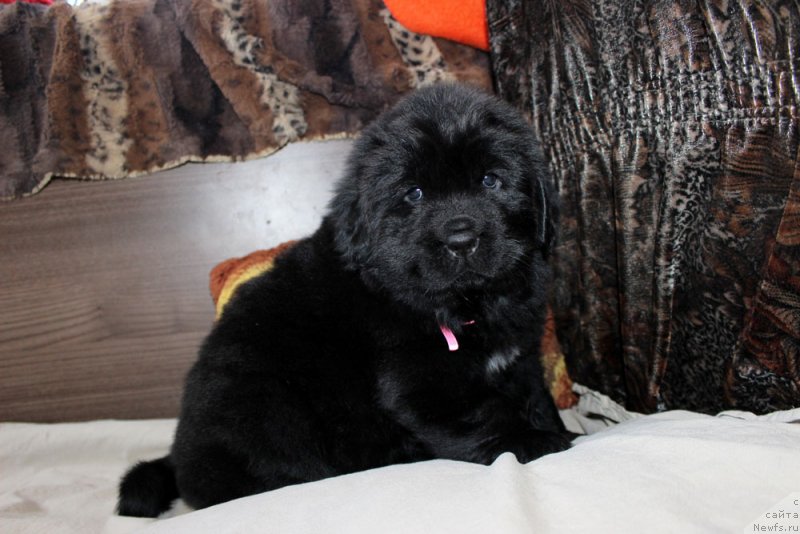 Фотография № 234958