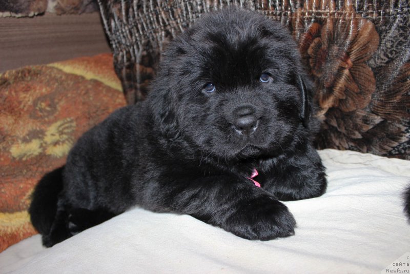 Фотография № 234960