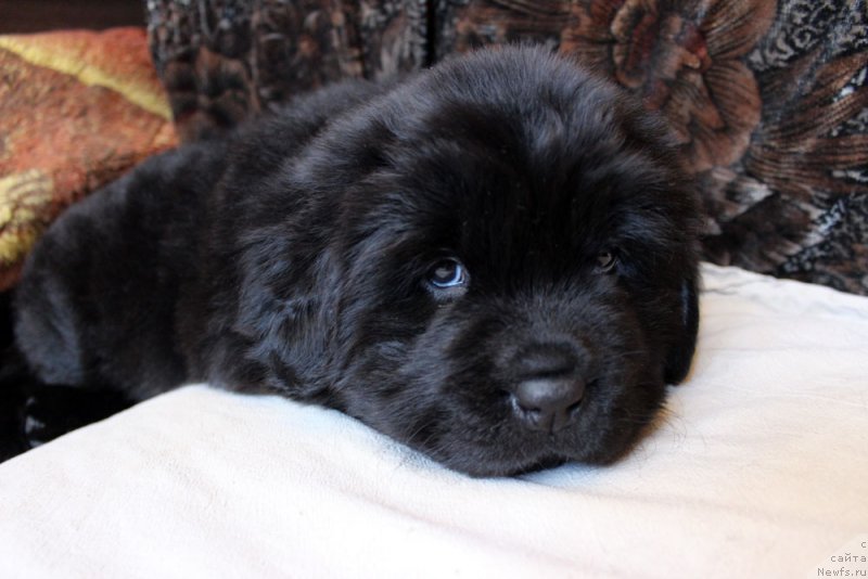 Фото: ньюфаундленд Браунблад МСК Марта Чирфул Леди (Brownblood MSK Martha Cheerful Lady)