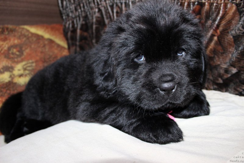 Фотография № 234962