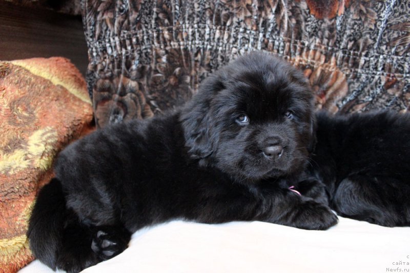 Фотография № 234963