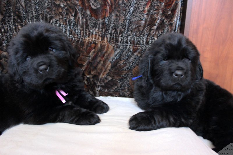 Фотография № 234964