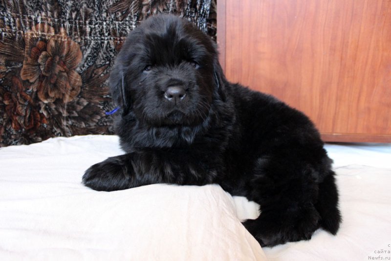 Фотография № 234965