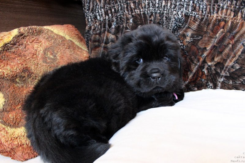 Фотография № 234966