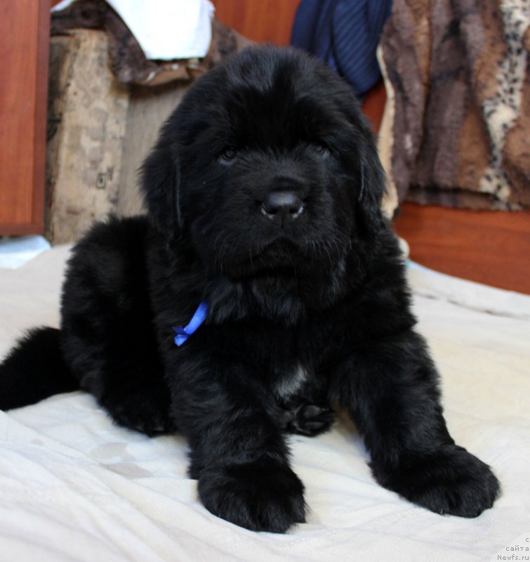 Фотография № 234967