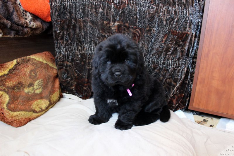 Фото: ньюфаундленд Браунблад МСК Марта Чирфул Леди (Brownblood MSK Martha Cheerful Lady)