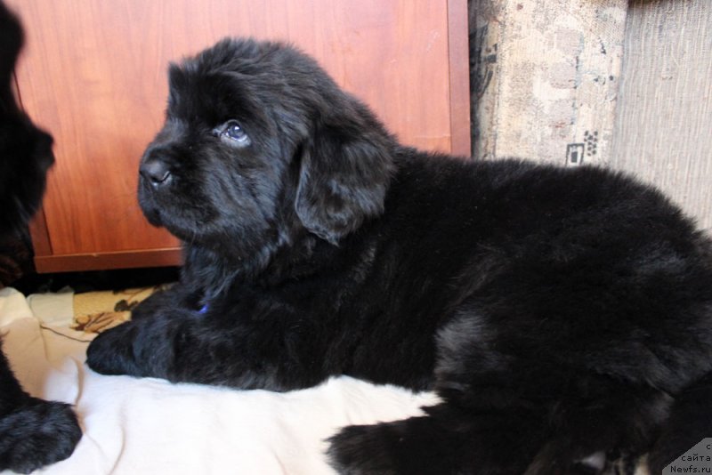 Фотография № 234969