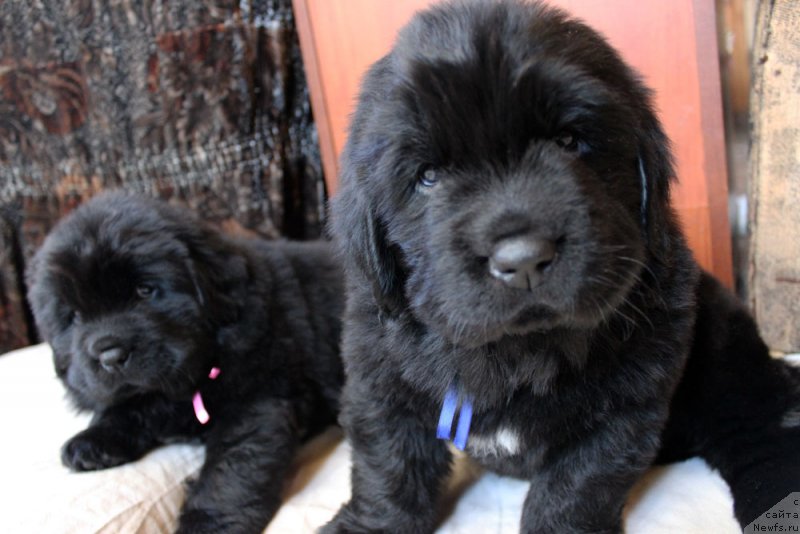 Фотография № 234971