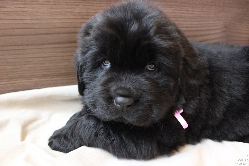 Фото: ньюфаундленд Браунблад МСК Марта Чирфул Леди (Brownblood MSK Martha Cheerful Lady)