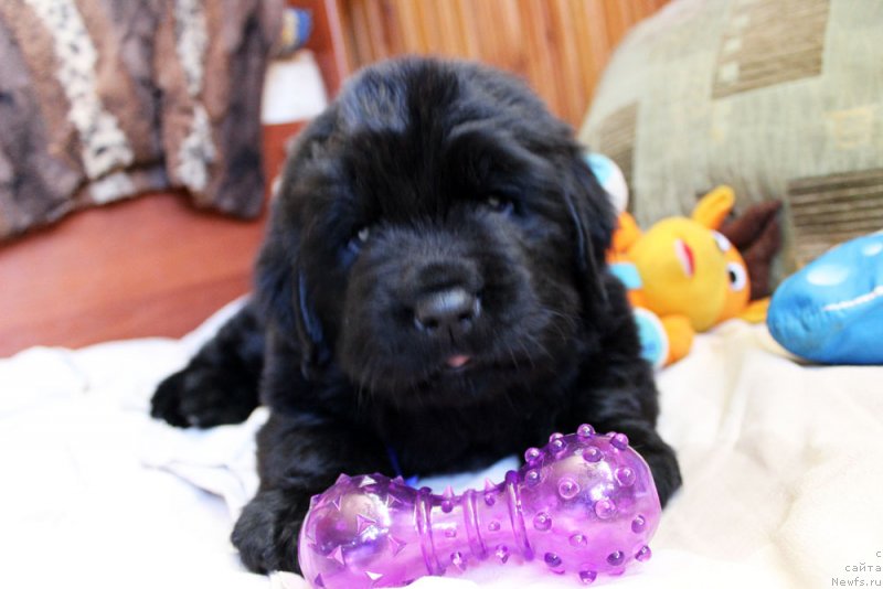 Фотография № 234976