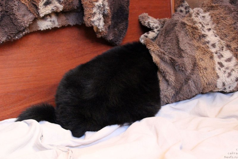 Фото: ньюфаундленд Браунблад МСК Мартин Корэйджес Гай (Brownblood MSK Martin Courageous Guy)