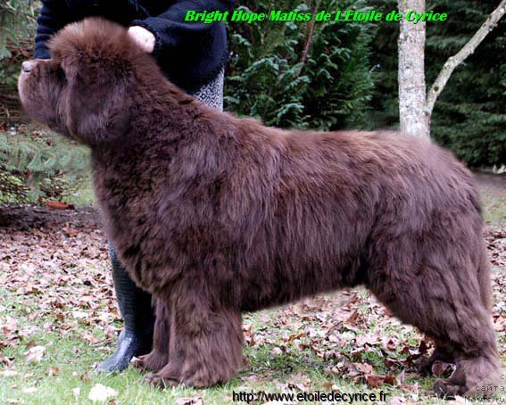 Фото: ньюфаундленд Bright Hope Matiss de L'Etoile de Cyrice