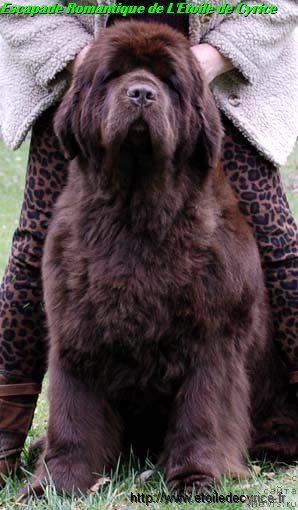 Фото: ньюфаундленд Escapade Romantique de L'Etoile de Cyrice