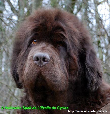 Фото: ньюфаундленд A Halliwells Spell de L'Etoile de Cyrice