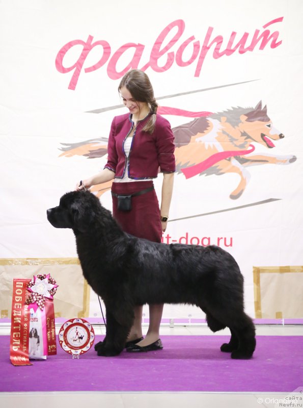 Фото: ньюфаундленд Стеалбеарс Альбакьяра (Stealbears Albachiara)